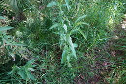 Image of Brazilian Vervain