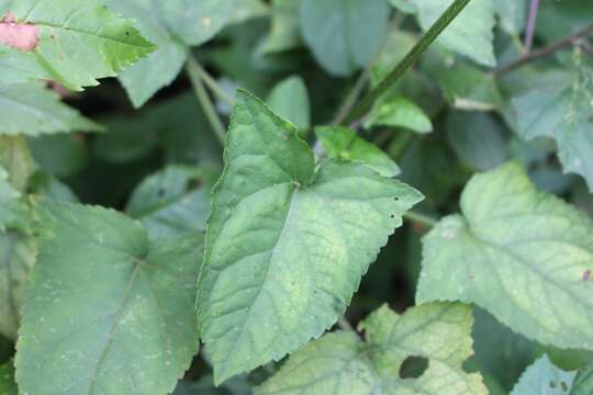 Image de Salvia costaricensis Oerst.