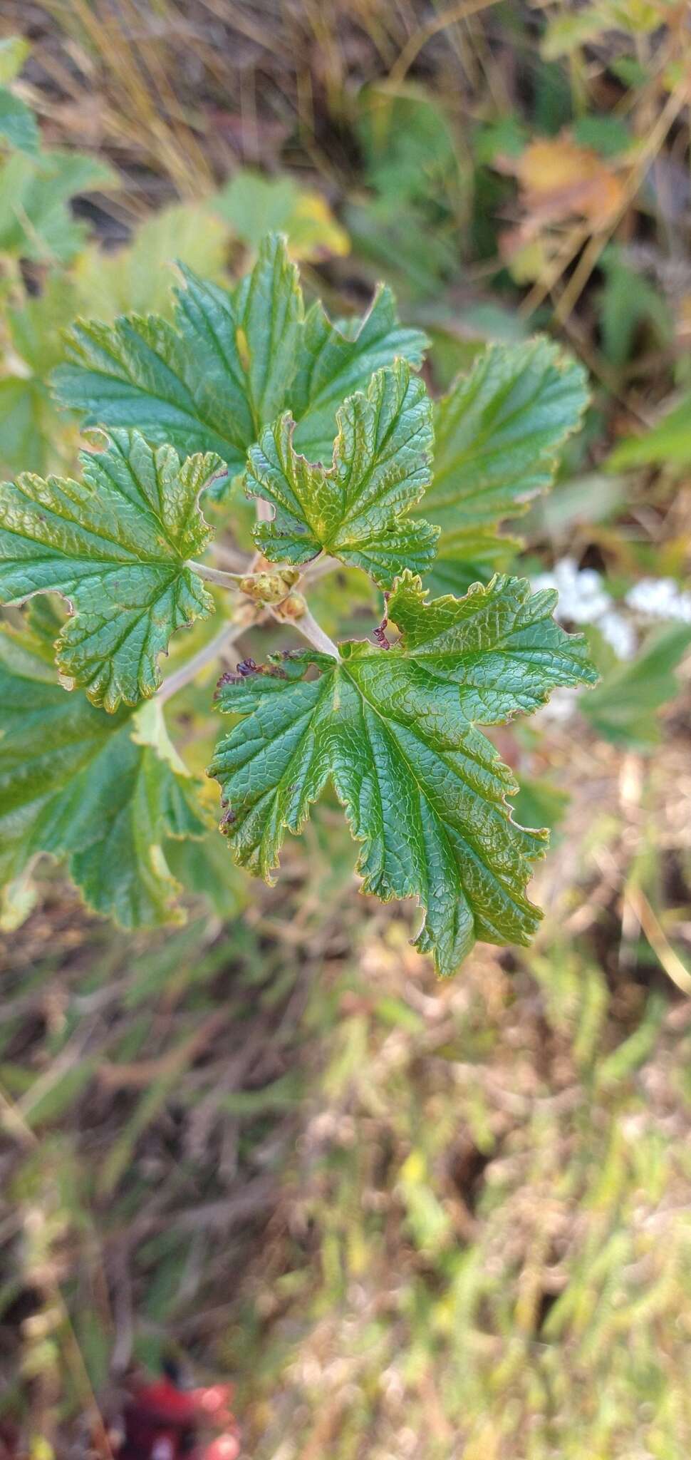 Image of Ribes magellanicum Poir.