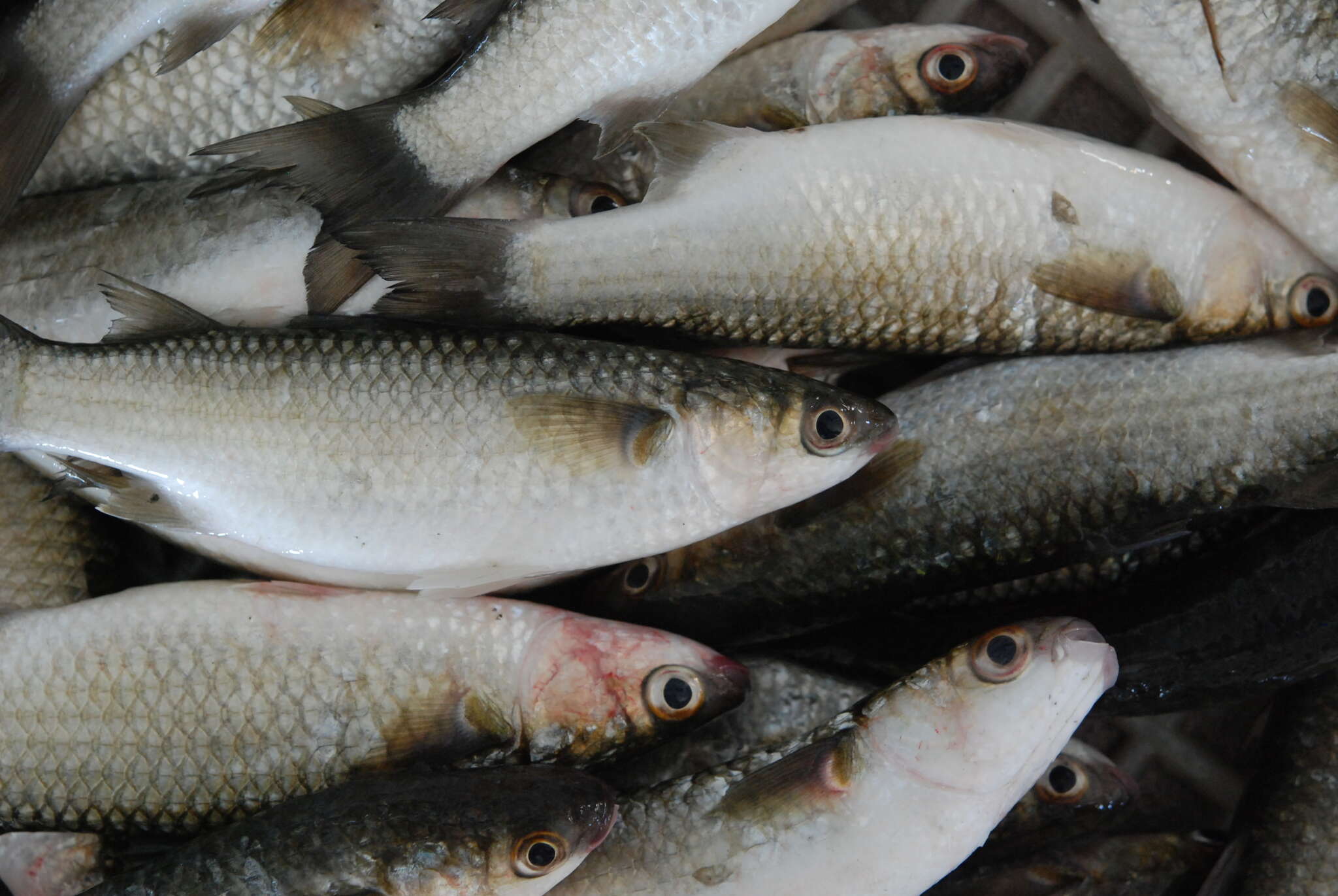 Image of Berneo-mullet