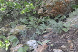 Image of Haemanthus humilis subsp. hirsutus (Baker) Snijman