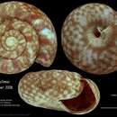 Image of Allodiscus climoi B. A. Marshall & Barker 2008