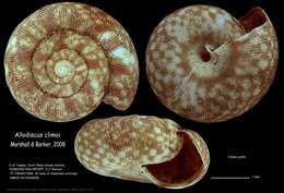 Image of Allodiscus climoi B. A. Marshall & Barker 2008