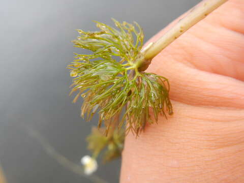 Image of Thread-leaved Water-crowfoot