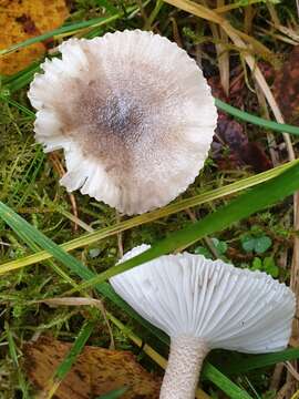 Image of Hygrophorus pustulatus (Pers.) Fr. 1838