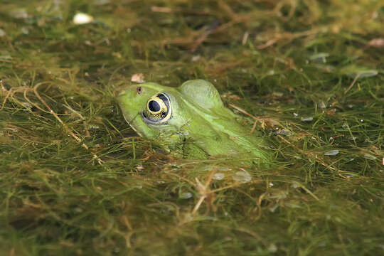 Image of Epirus Pool Frog