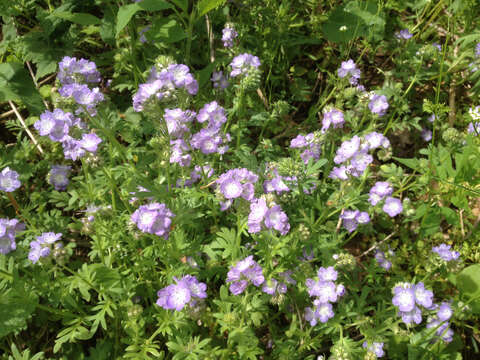 Phacelia gilioides Brand的圖片