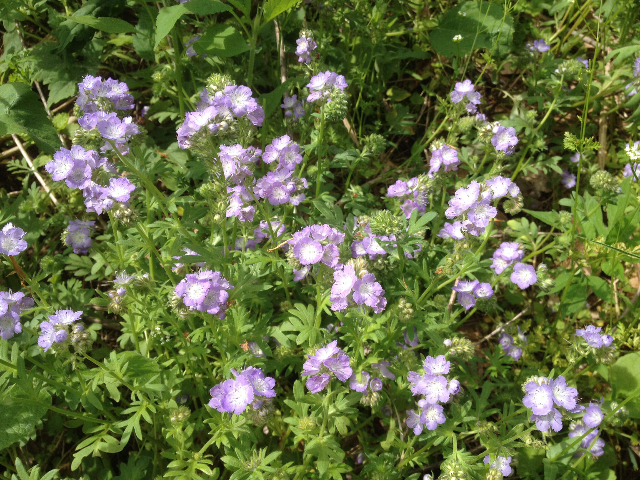 Phacelia gilioides Brand的圖片