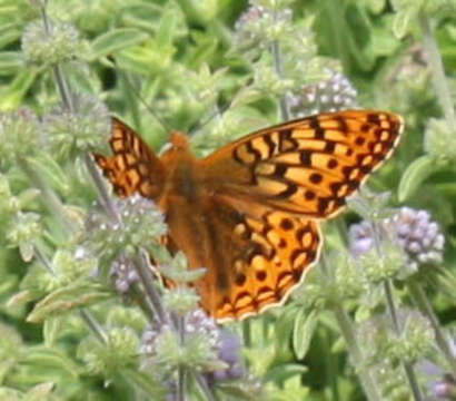 Image of Myrtle's silverspot butterfly