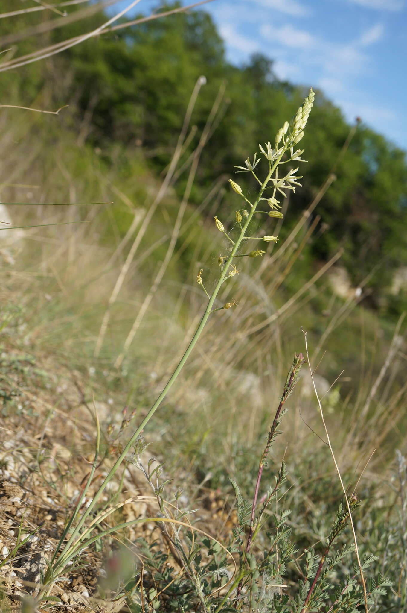 Слика од Ornithogalum pyrenaicum L.