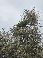 Image of Red-masked Conure