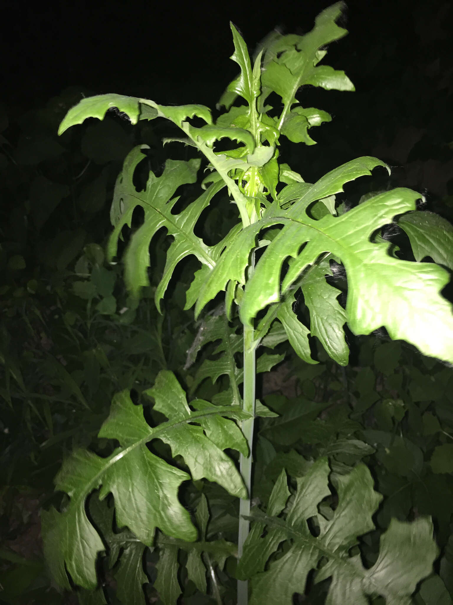 Imagem de Lactuca canadensis L.