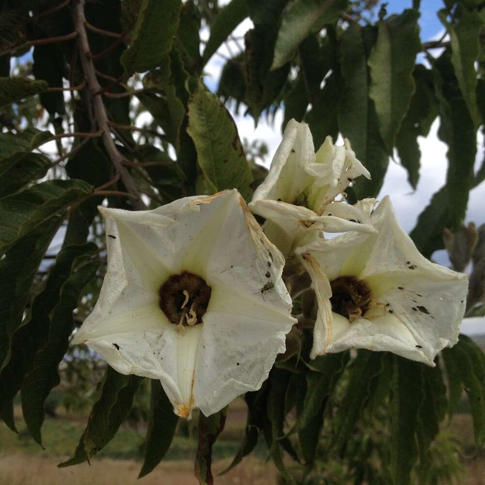 Sivun Ipomoea murucoides Roem. & Schult. kuva