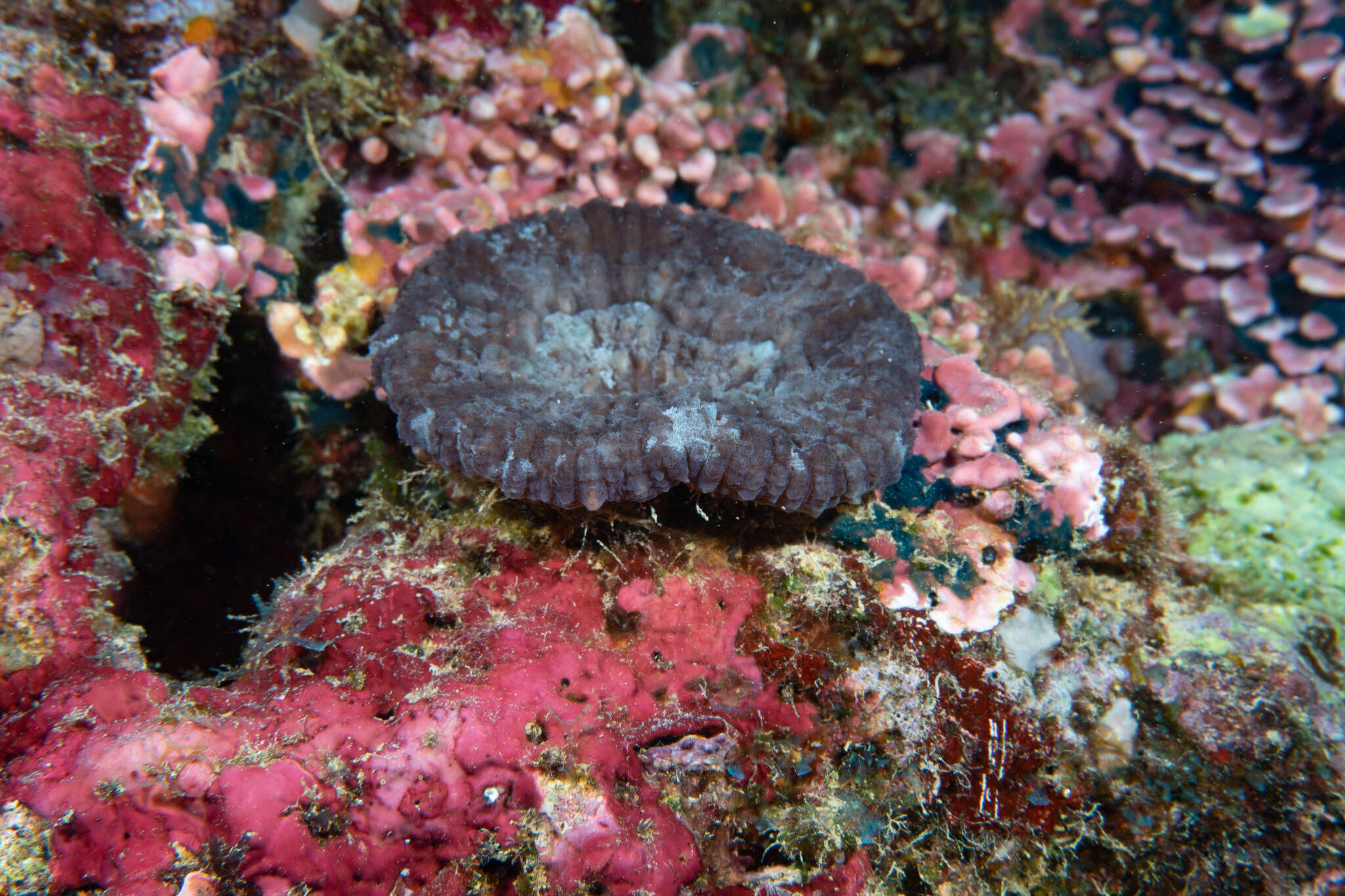 Image of Doughnut Coral