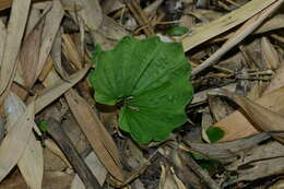 Image of Tall shield orchid