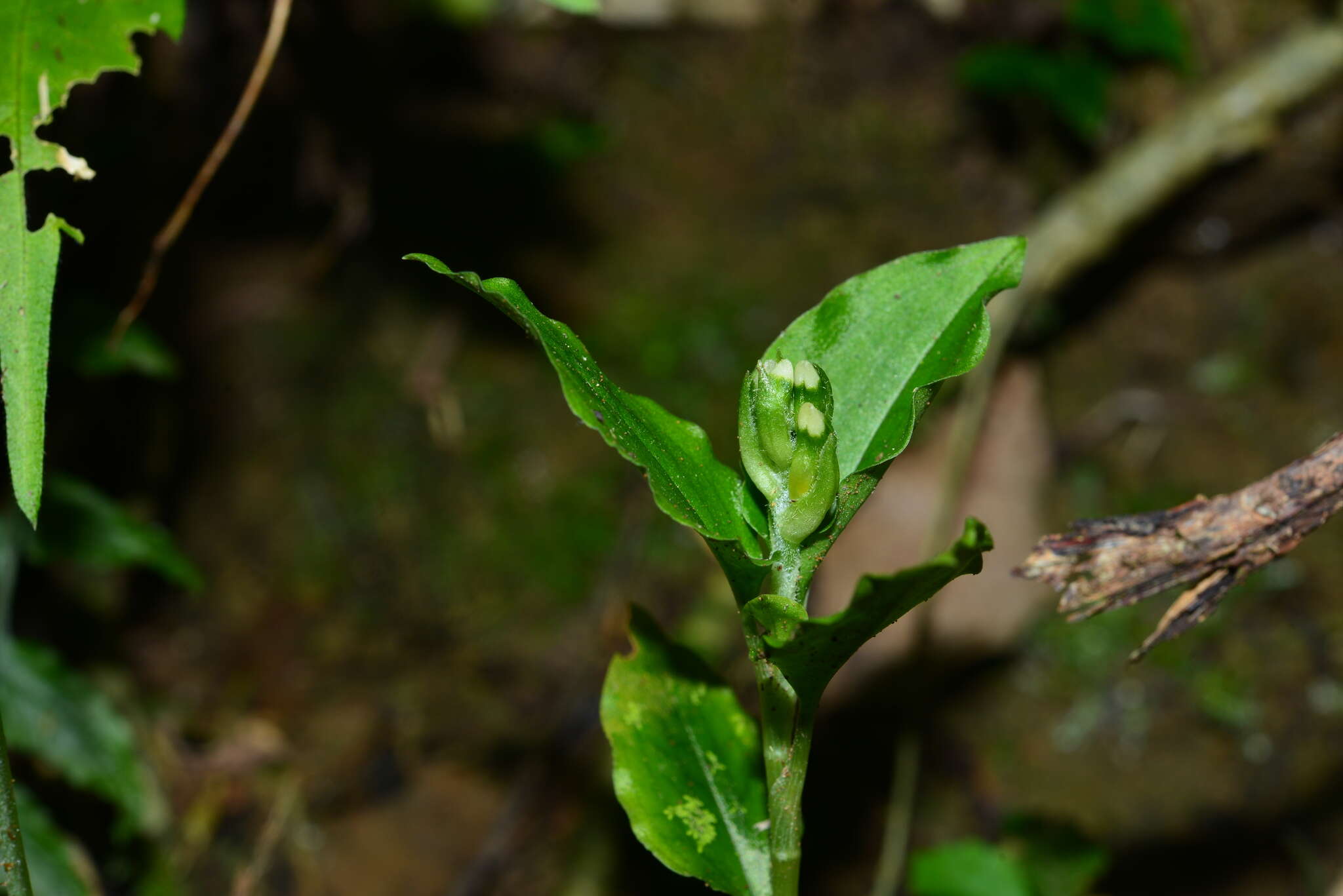 Image of Pallid Spur Orchid