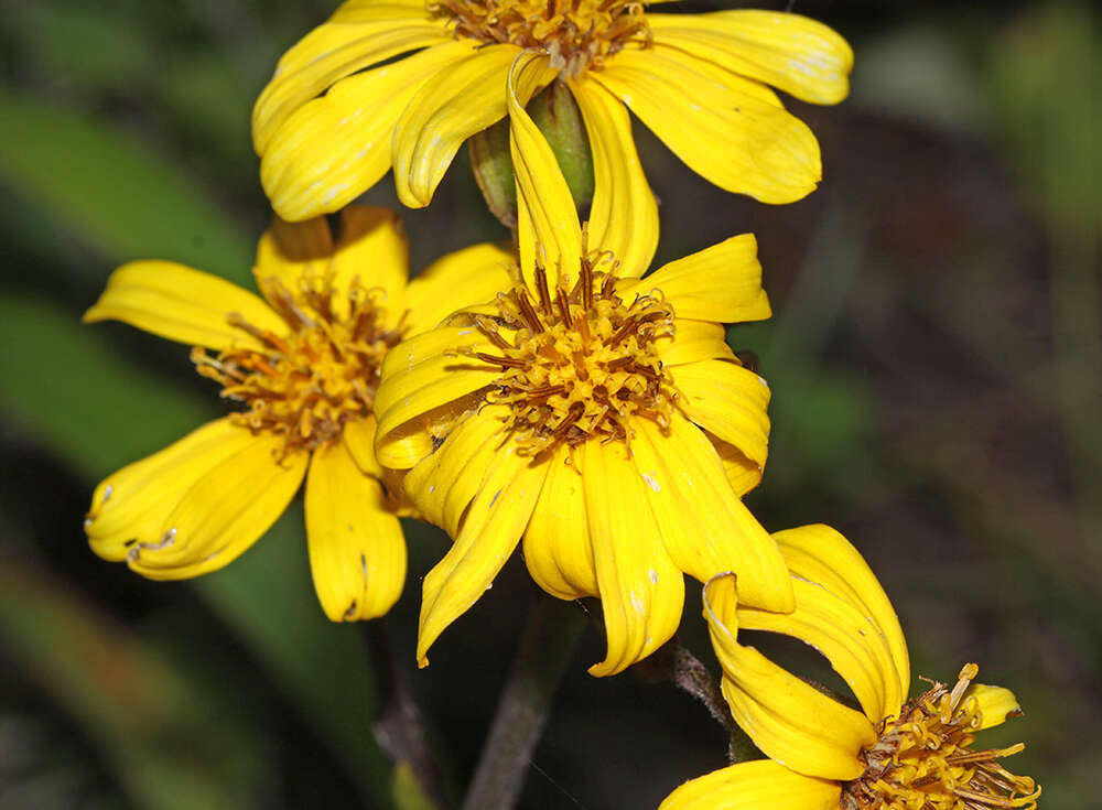 Image of Ligularia calthifolia Maxim.