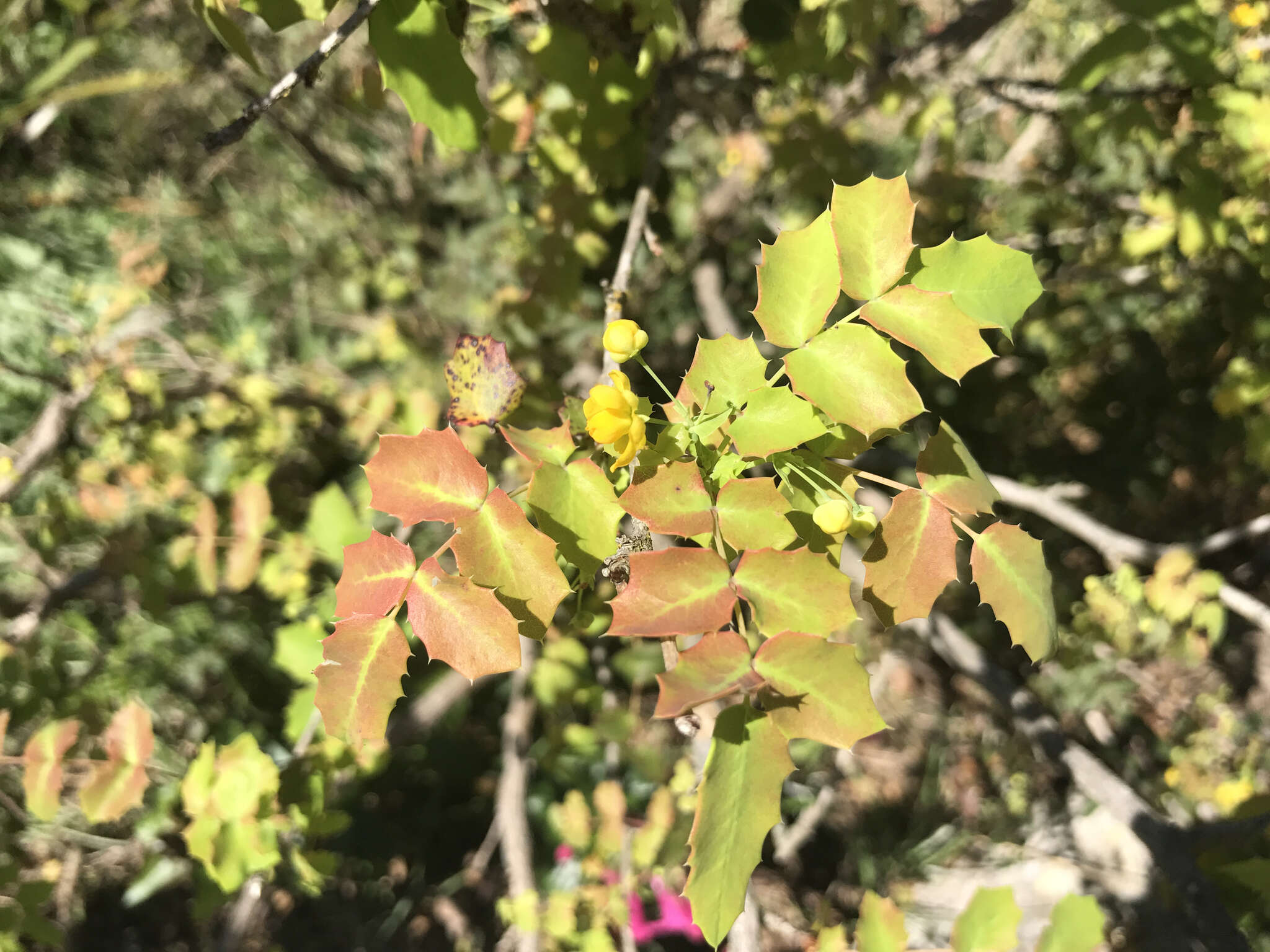 Image of Texas barberry