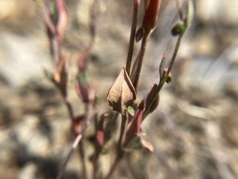 Image of Mrs. Austin's Knotweed