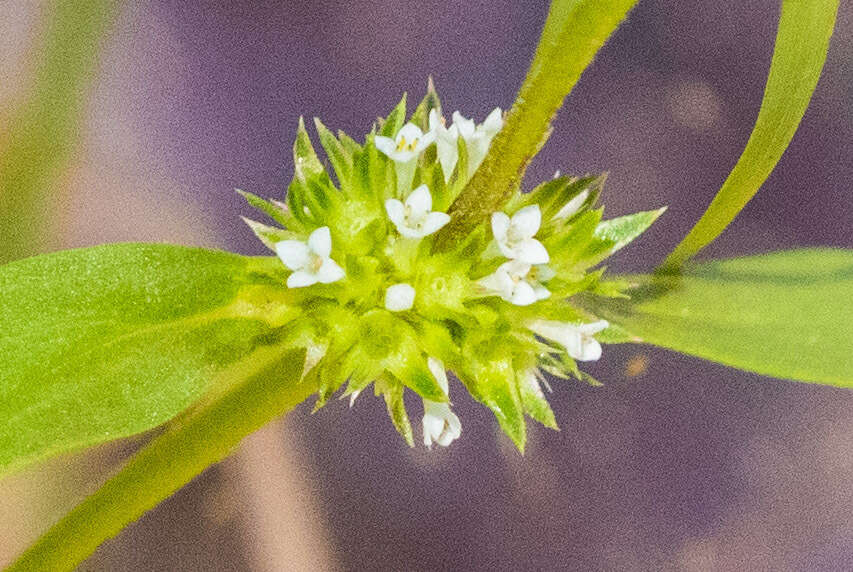 Image de Mitracarpus breviflorus A. Gray