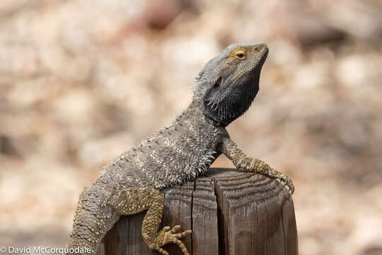 Image of Bearded Dragon