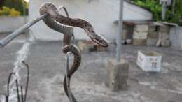 Image of Caucasian Rat Snake