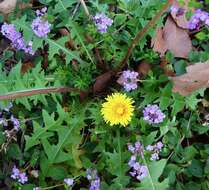 Image of Rock dandelion