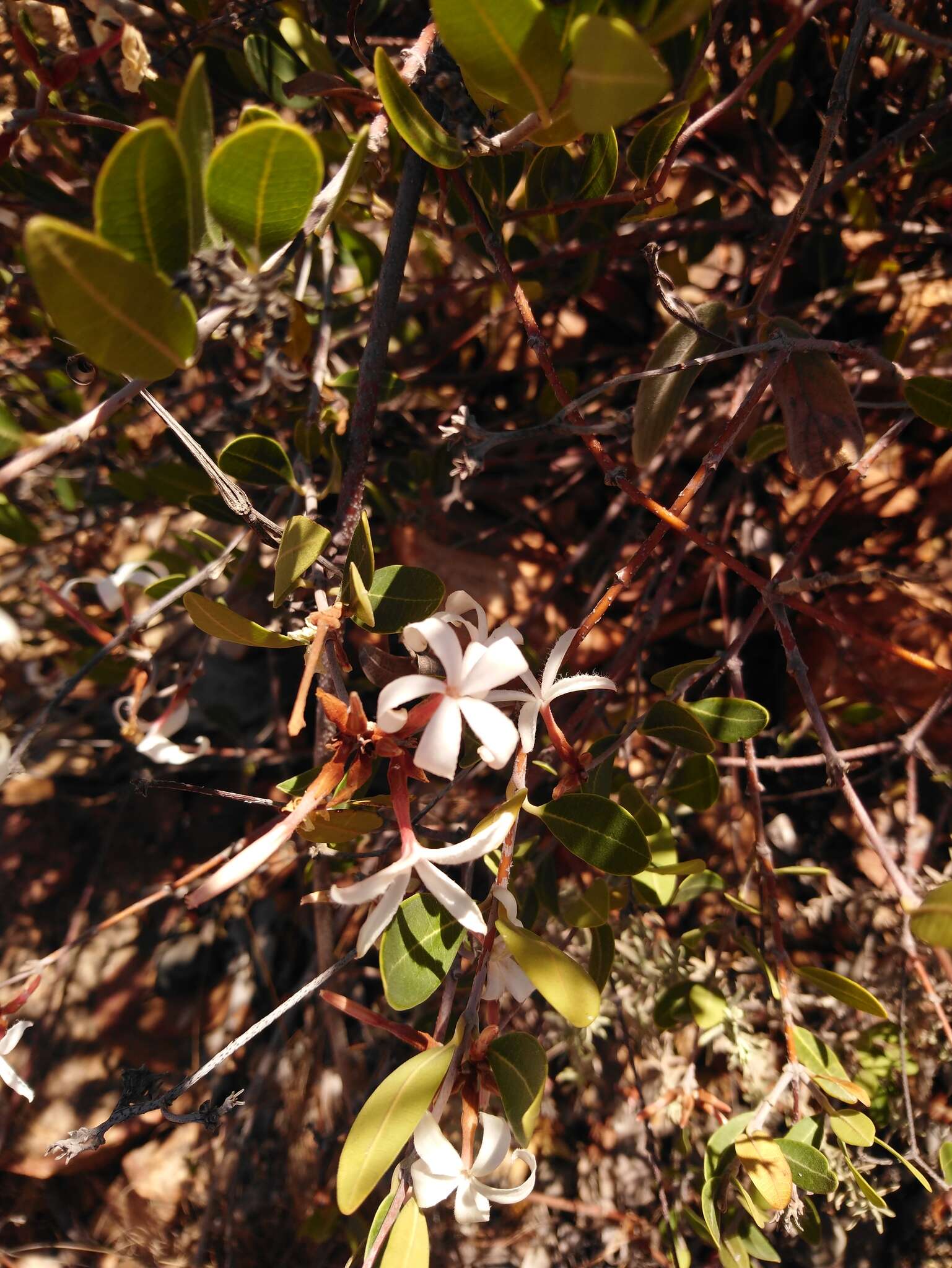 Image of Ancylobothrys capensis (Oliv.) Pichon