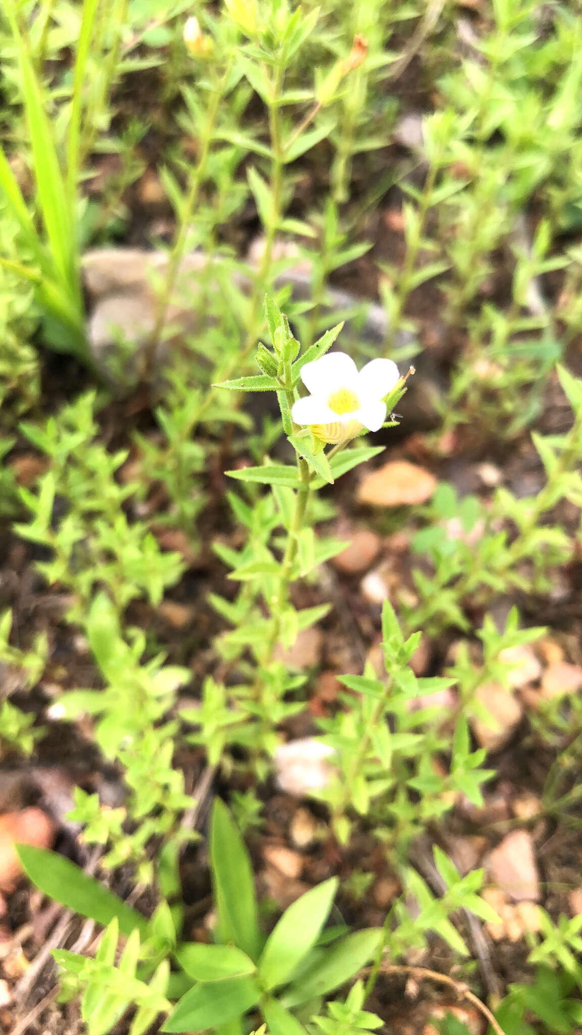 Gratiola brevifolia Raf.的圖片