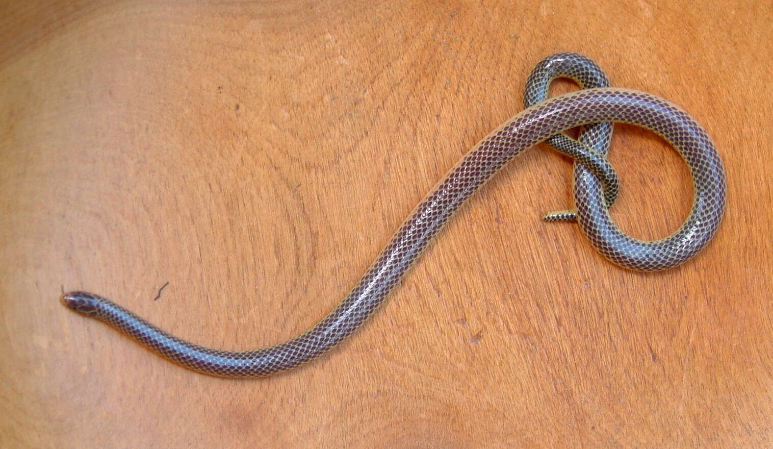 Image of Transvaal Quill-snouted Snake
