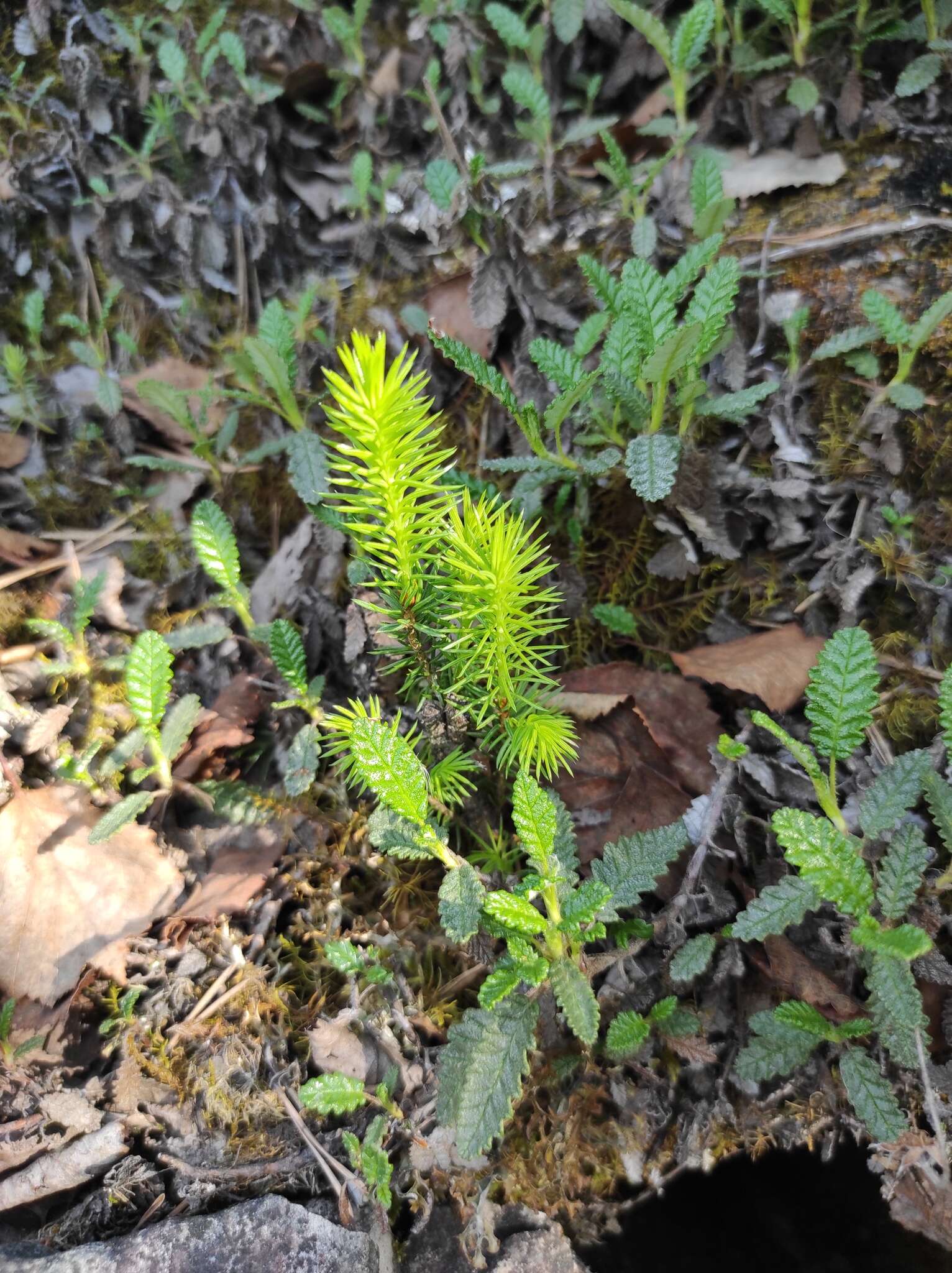 صورة Dryas octopetala subsp. viscosa (Juz.) Hult.