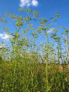 Imagem de Pastinaca sativa subsp. sylvestris (Mill.) Rouy & Camus