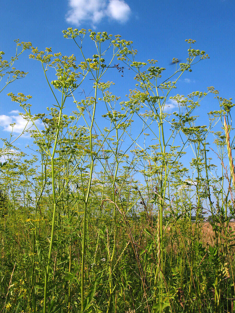 Pastinaca sativa subsp. sylvestris (Mill.) Rouy & Camus的圖片