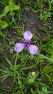 Image of Herbertia tigridioides (Hicken) Goldblatt