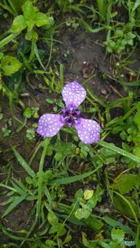 Image of Herbertia tigridioides (Hicken) Goldblatt