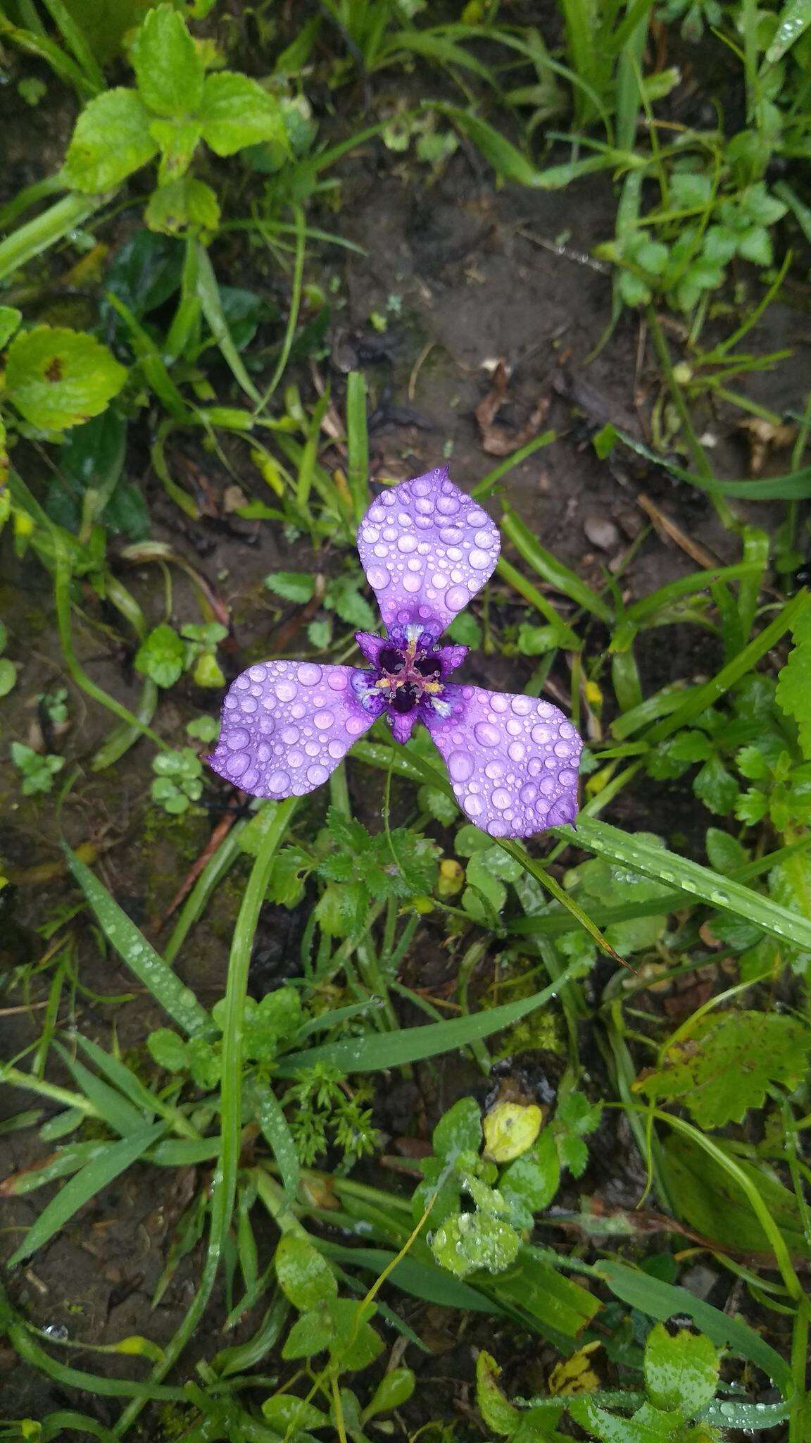 Image of Herbertia tigridioides (Hicken) Goldblatt