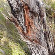 Image of Eucalyptus ligustrina A. Cunn. ex DC.