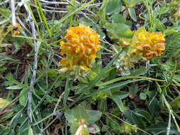 Imagem de Euphorbia iberica Boiss.