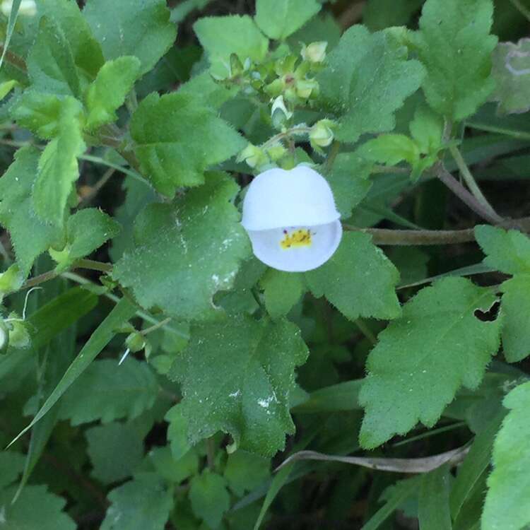 Image of Jovellana violacea (Cav.) G. Don