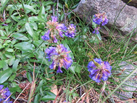 Penstemon procerus var. tolmiei (Hook.) Cronq. resmi