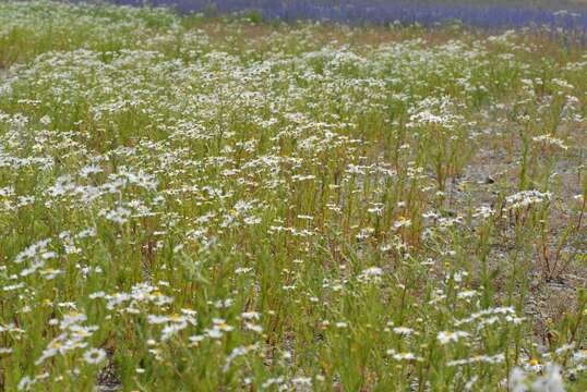 Imagem de Tripleurospermum inodorum (L.) Sch.-Bip