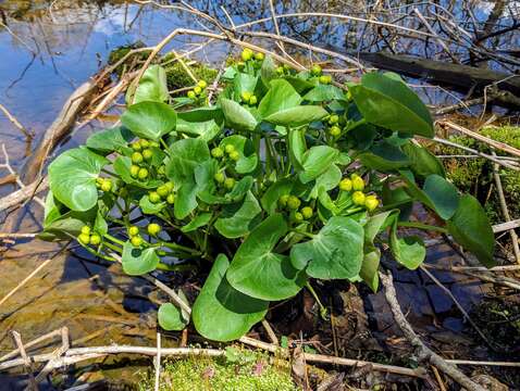 Image of yellow marsh marigold