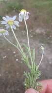 Anthemis ruthenica M. Bieb.的圖片