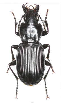 Image of Pterostichus (Pterostichus) lasserrei (Dejean 1828)