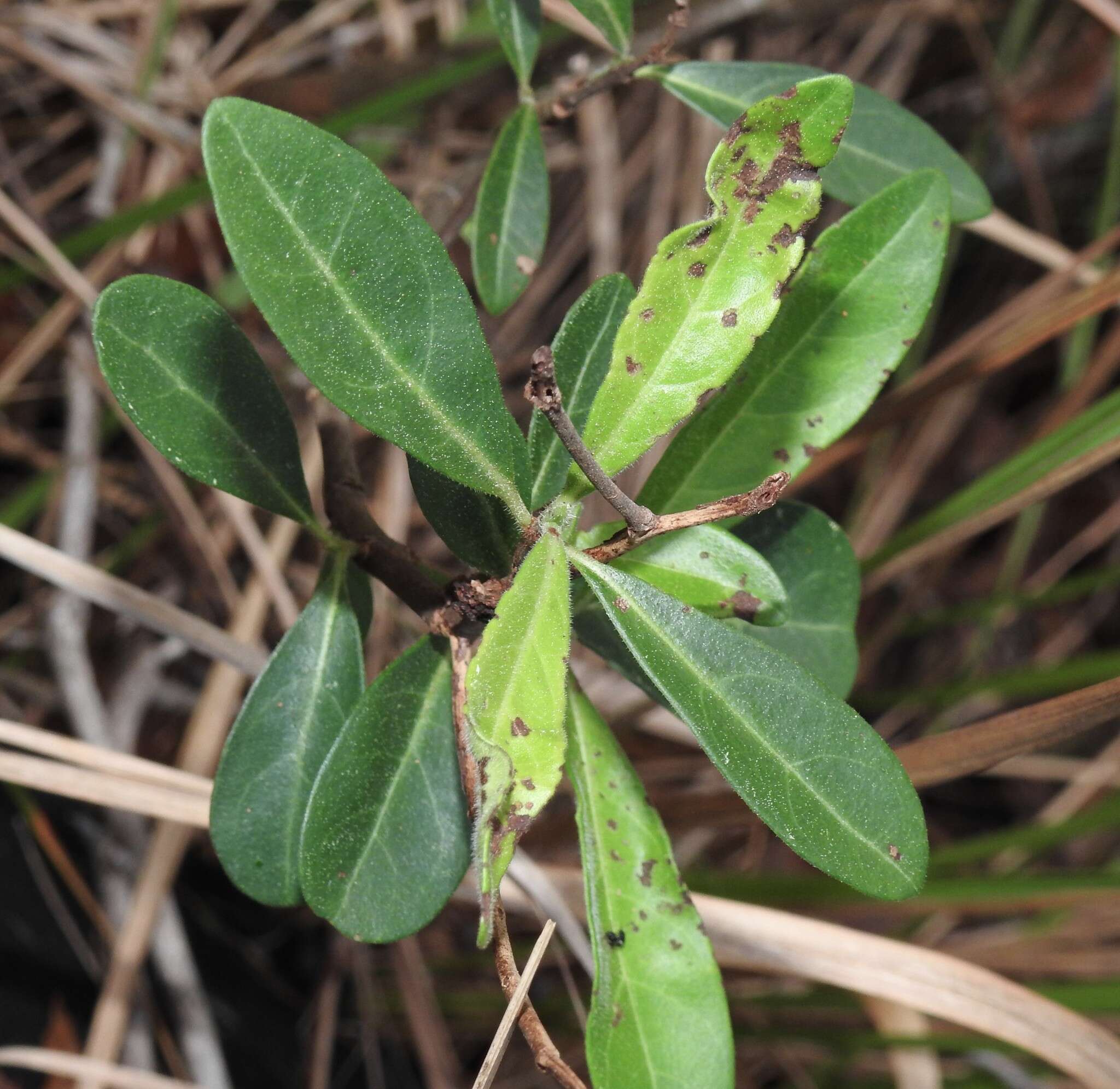 Plancia ëd Psychotria daphnoides A. Cunn. ex Hook.