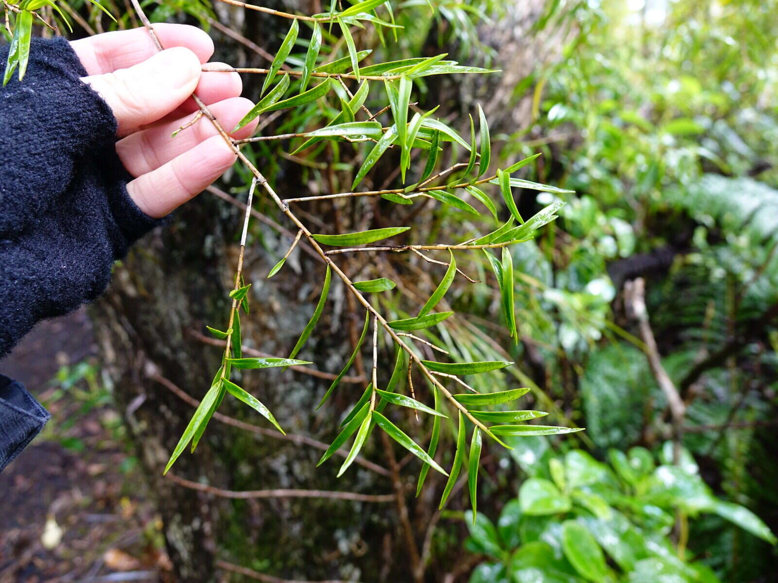 Image de Dendrobium cunninghamii Lindl.