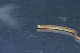 Image of Eastern Glass Lizard