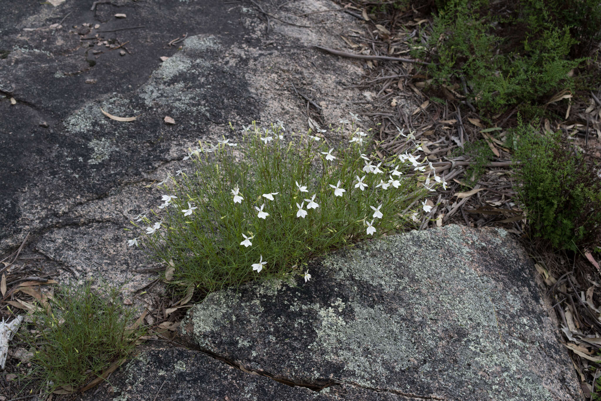 Image of Lithotoma anethifolia (Summerh.) E. B. Knox