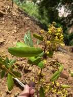 Plancia ëd Heteropterys alternifolia W. R. Anderson