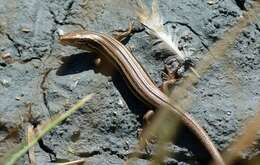 Image of common New Zealand skink